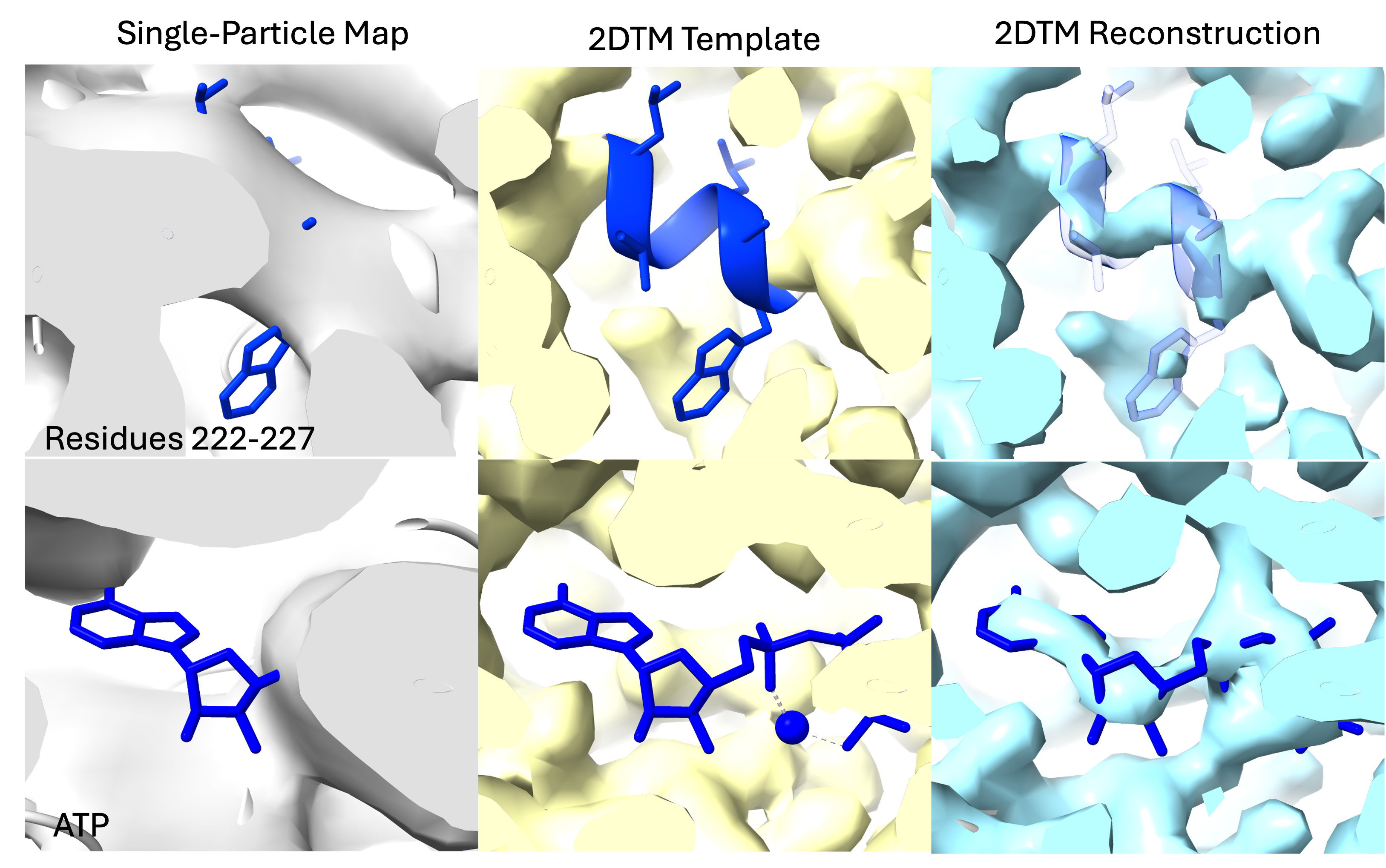 2DTM reconstruction of sub-50 kDa complexes